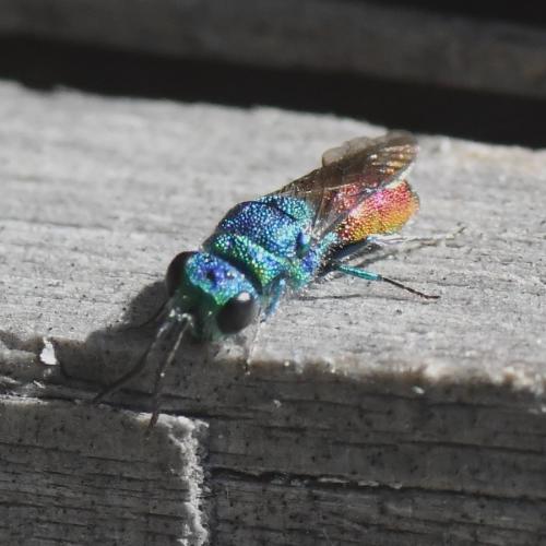 Chrysis (ignita)